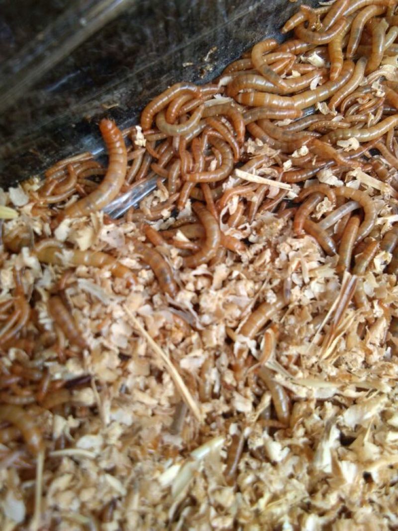 黄粉虫