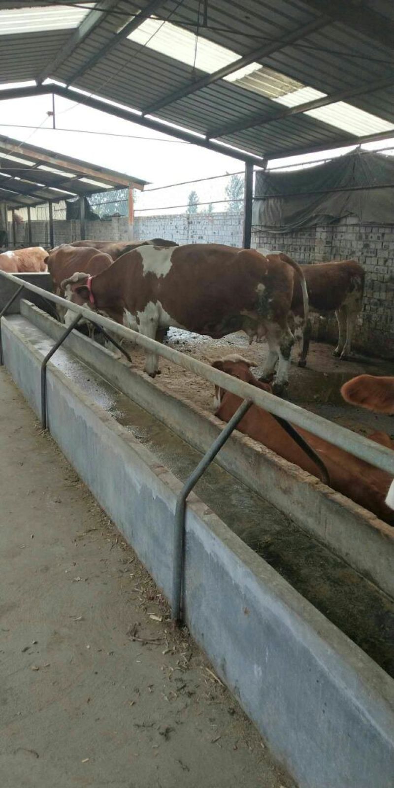 肉牛