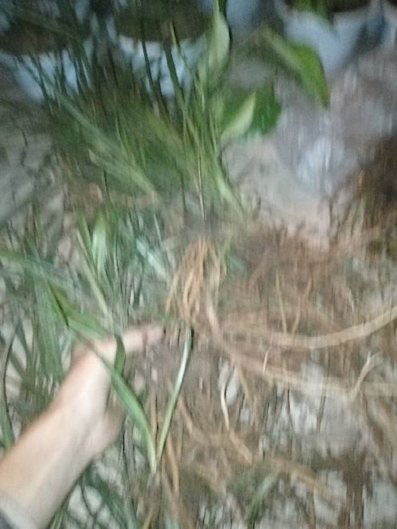 野生下山春兰