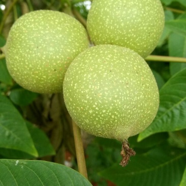 核桃
