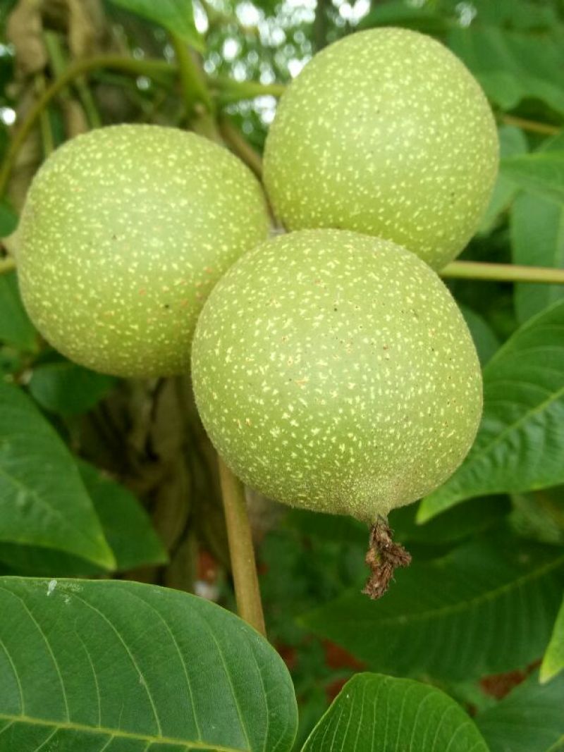 核桃