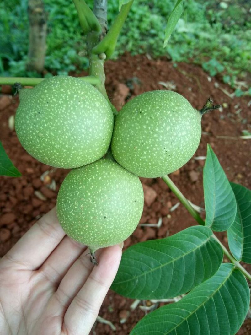 核桃