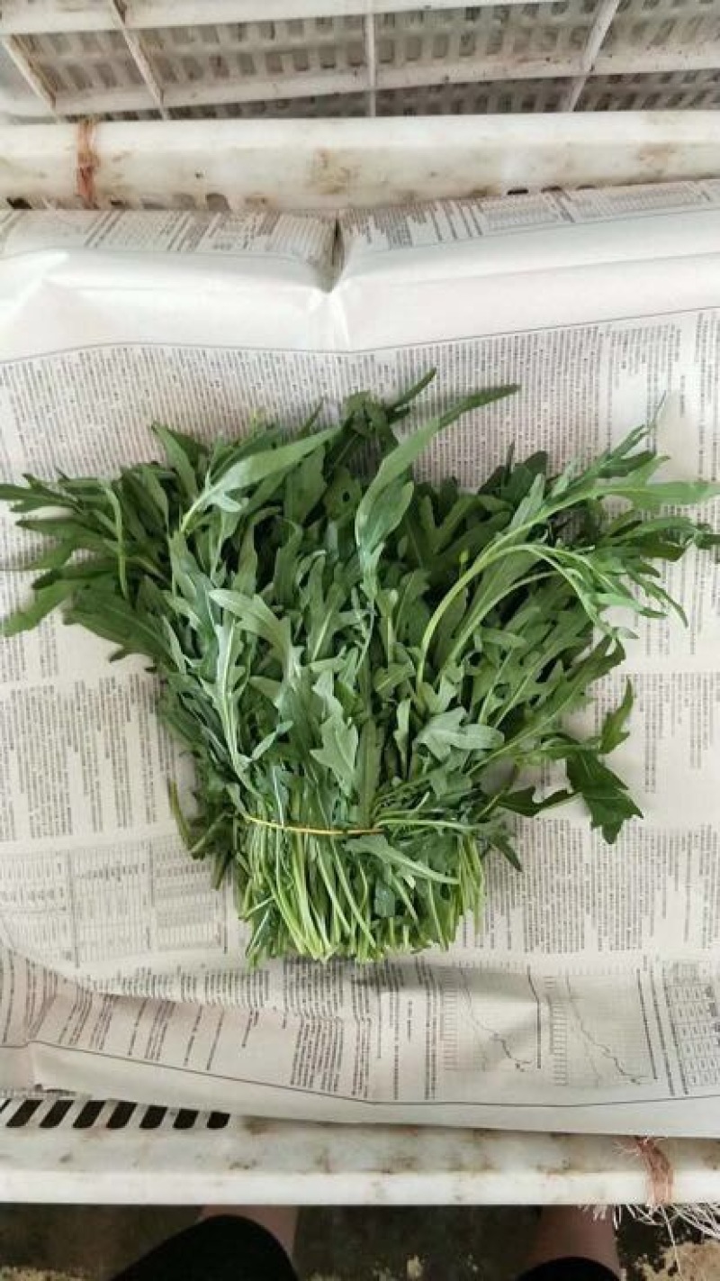 芝麻菜航空新鲜直达，精品，也可物流