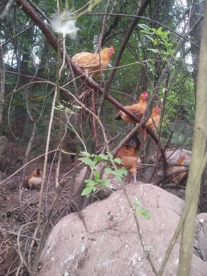 剑门关土鸡，土鸡蛋