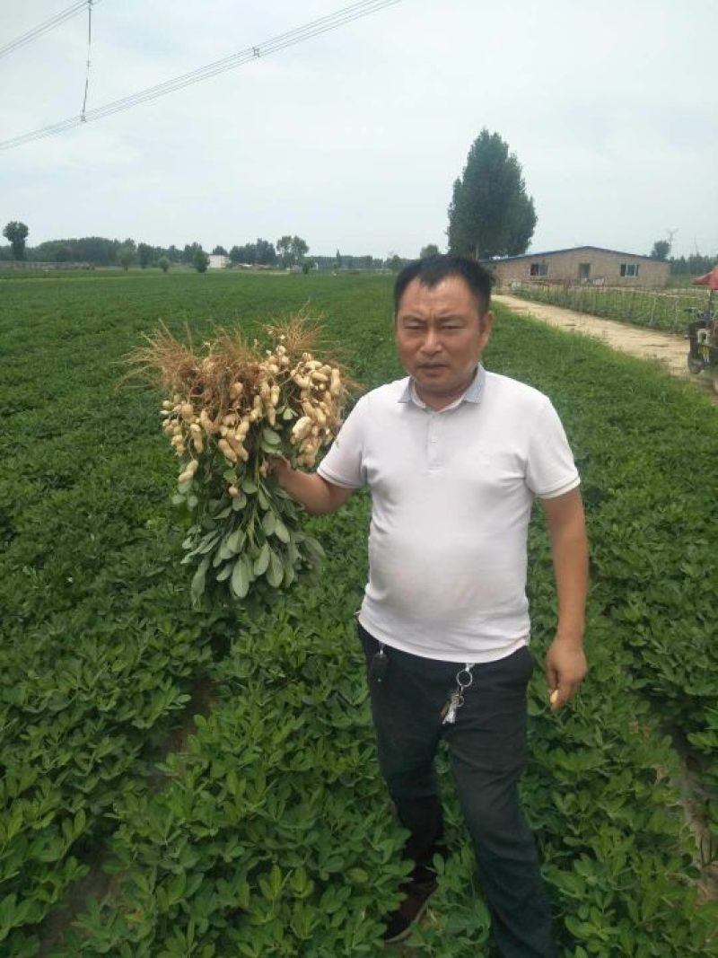 【精品花生】河南开封鲜花生，超市，电商，各大市场供货