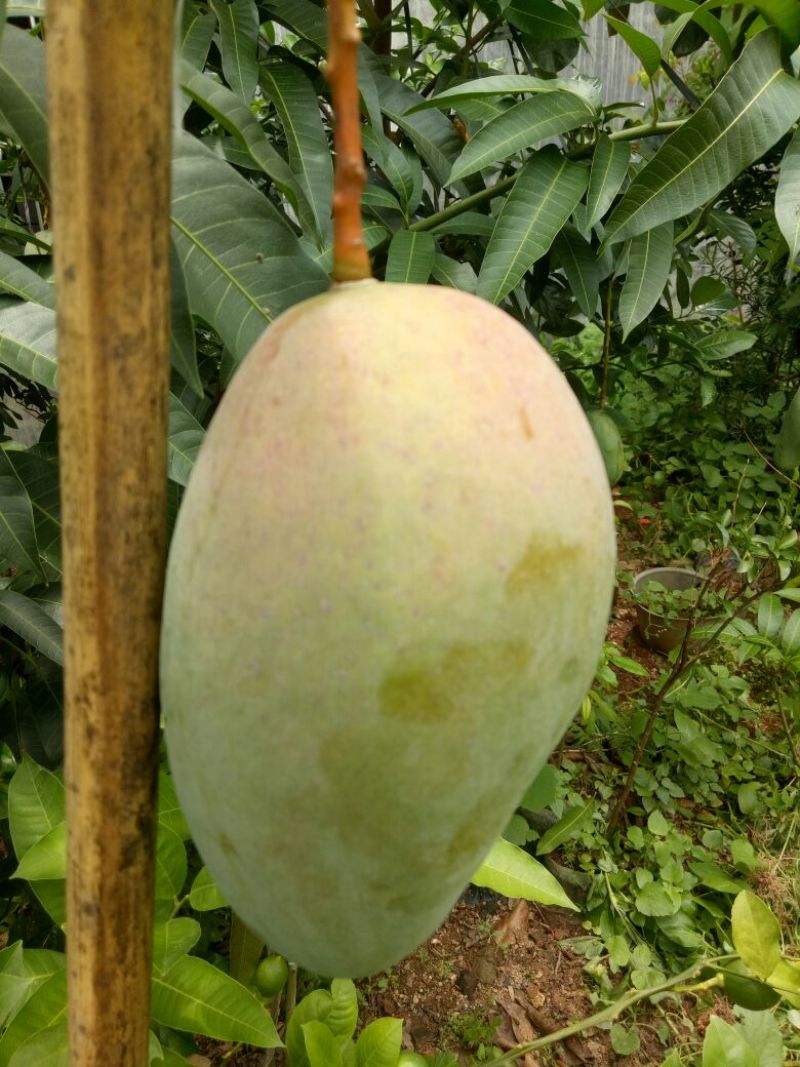 芒果苗，金皇芒果苗，桂七芒，贵妃芒，台农，凯特，
