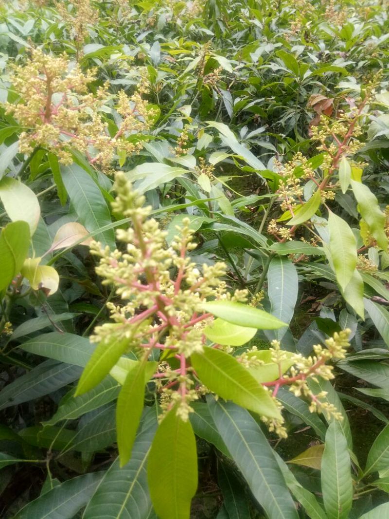 芒果苗，金皇芒果苗，桂七芒，贵妃芒，台农，凯特，