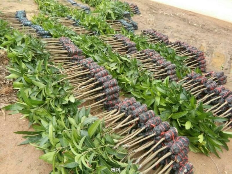 芒果苗，金皇芒果苗，桂七芒，贵妃芒，台农，凯特，