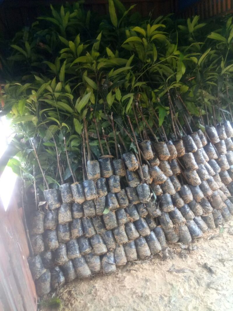 芒果苗，金皇芒果苗，桂七芒，贵妃芒，台农，凯特，