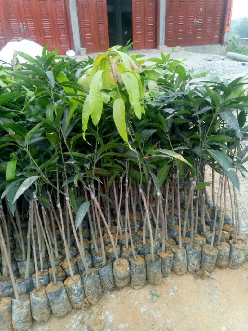 芒果苗，金皇芒果苗，桂七芒，贵妃芒，台农，凯特，