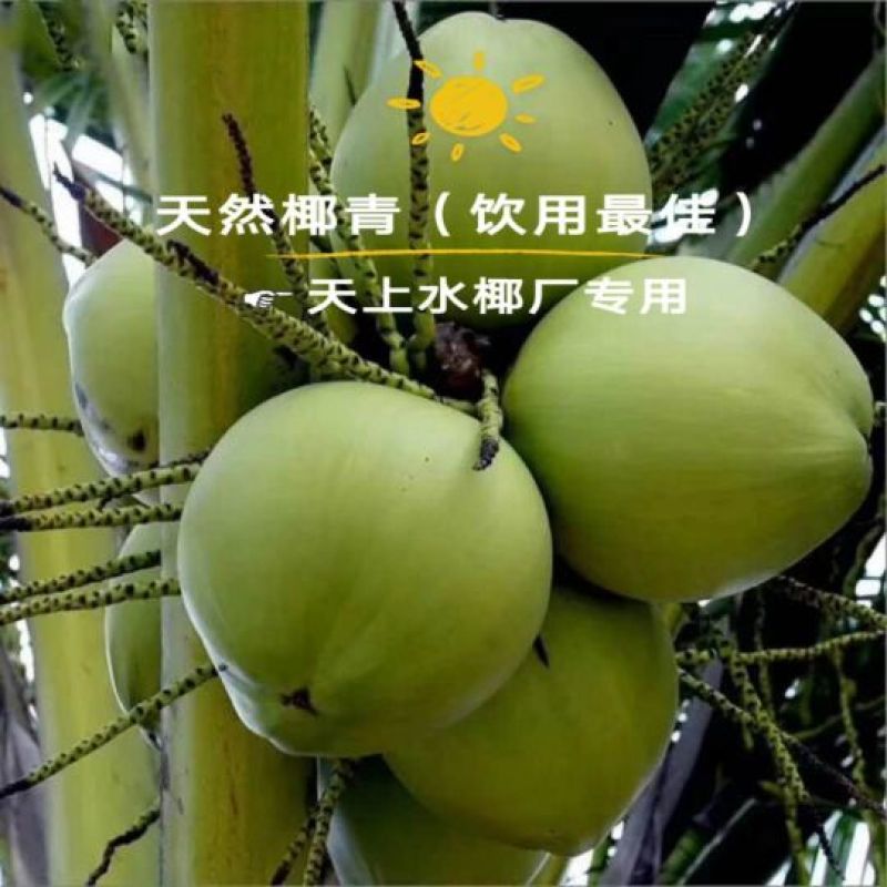 海南椰子东郊椰林
