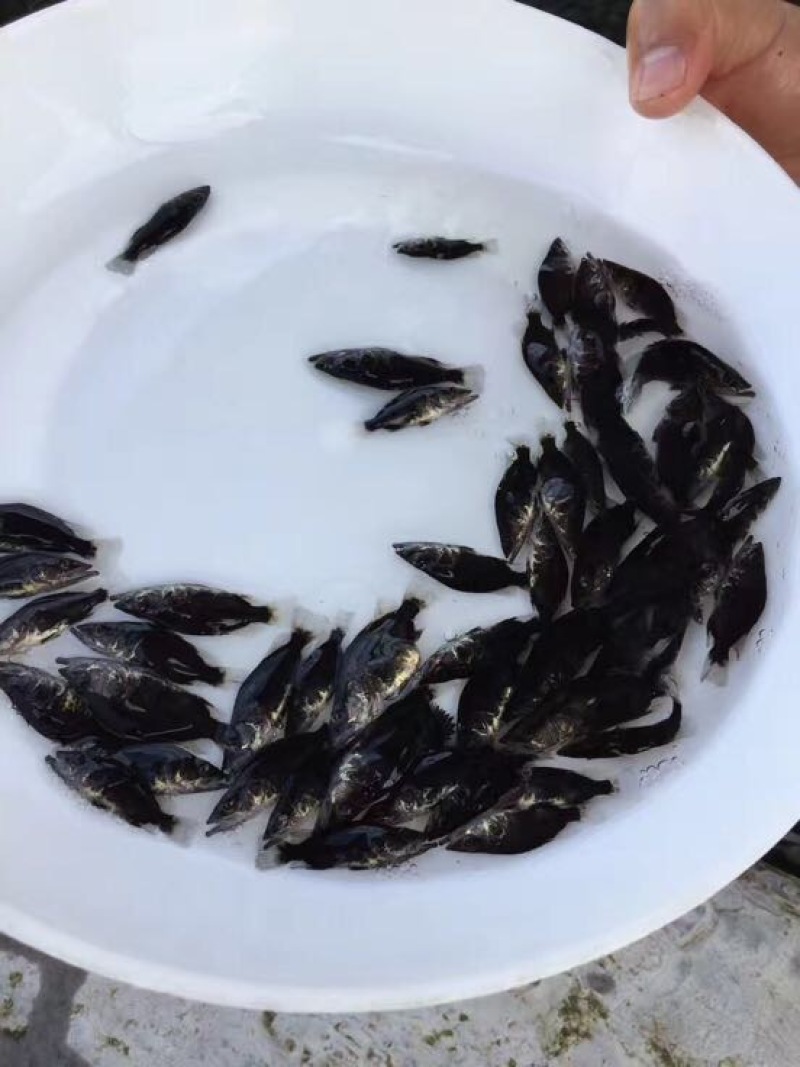 中华少鳞鳜鱼苗3~5cm