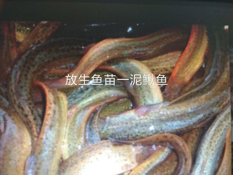北京新科水产直销鲤鱼鲤鱼苗鲤鱼夏花鱼