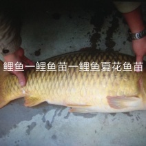 北京新科水产直销鲤鱼鲤鱼苗鲤鱼夏花鱼