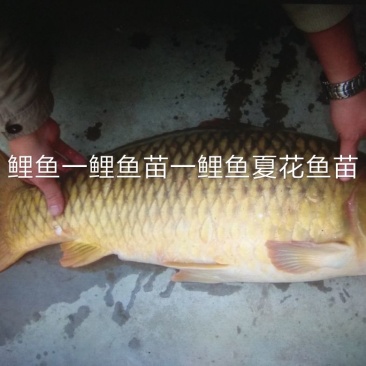 北京新科水产直销鲤鱼鲤鱼苗鲤鱼夏花鱼