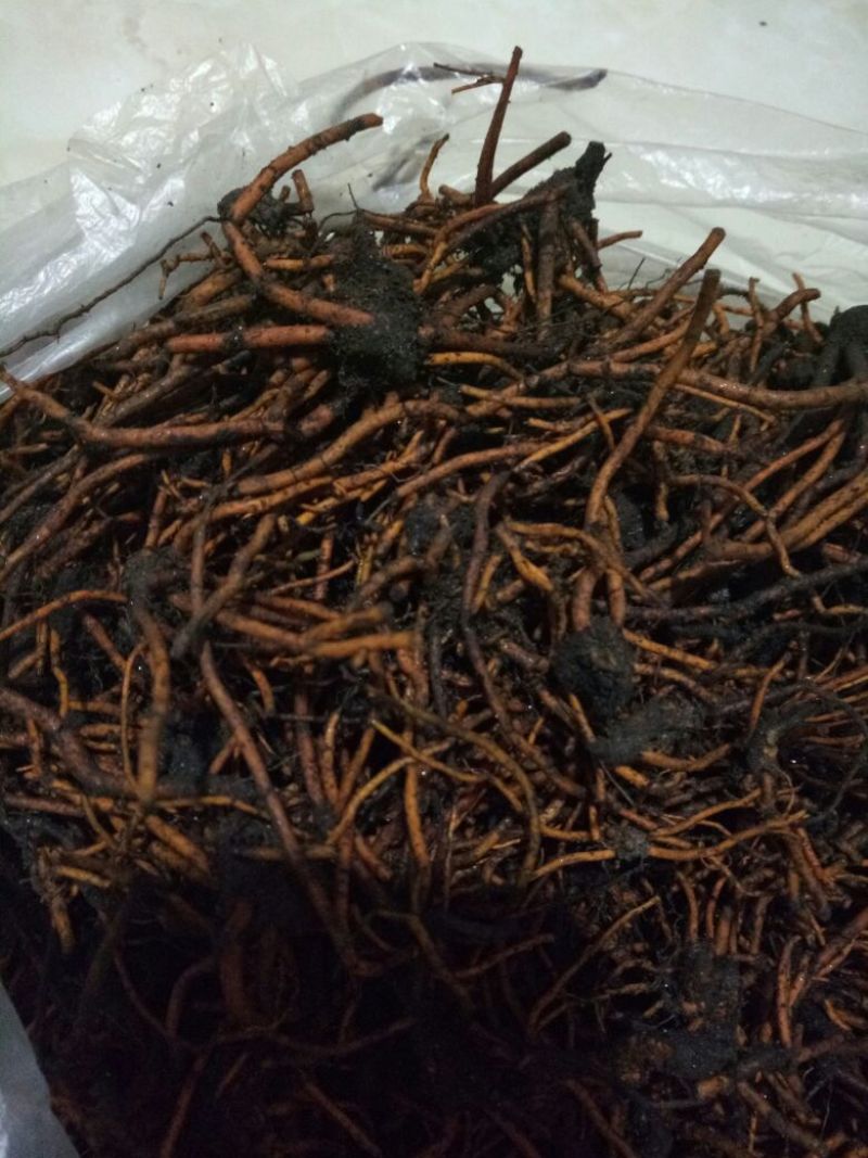野蚕豆根，小红根，野三蚕豆根
