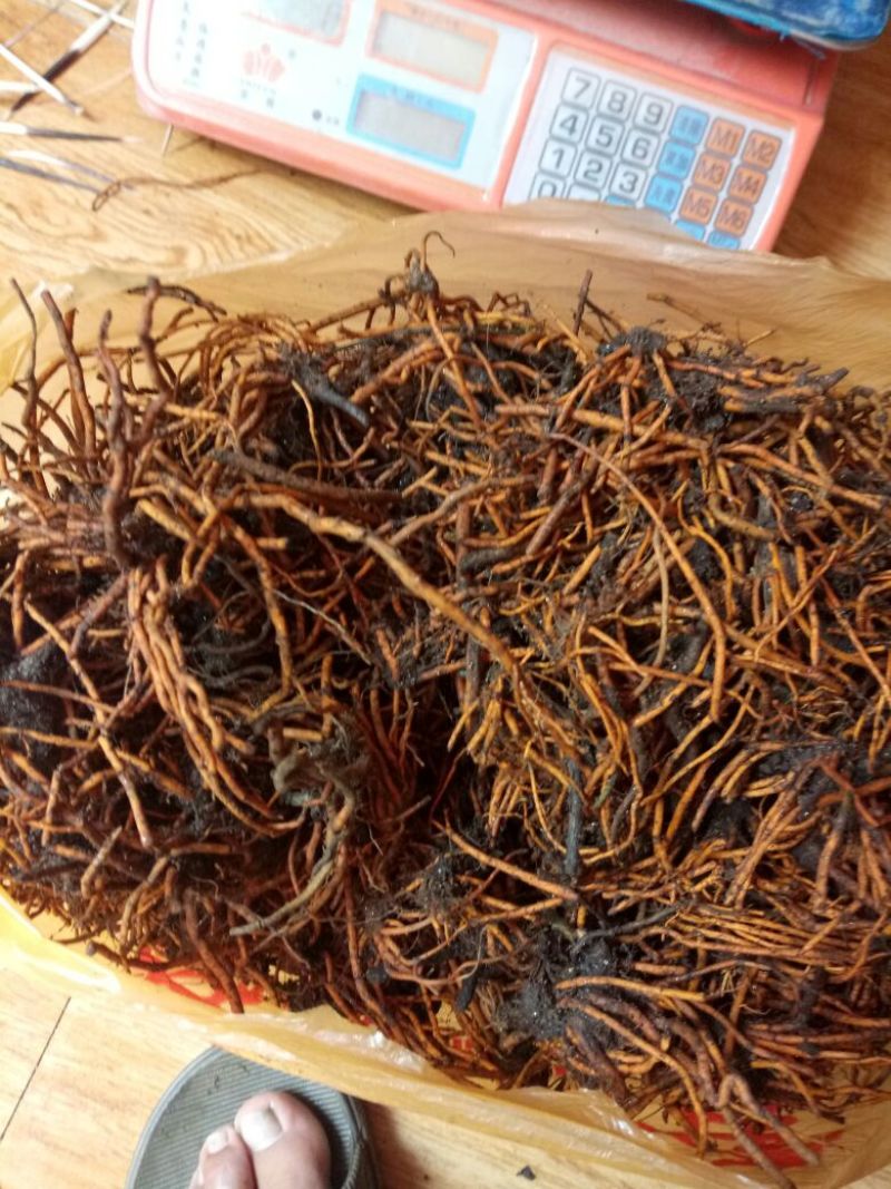 野蚕豆根，小红根，野三蚕豆根