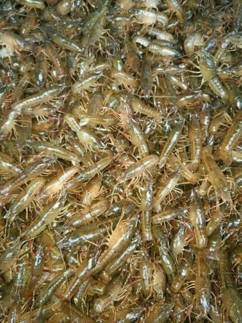 长期供应精品虾苗