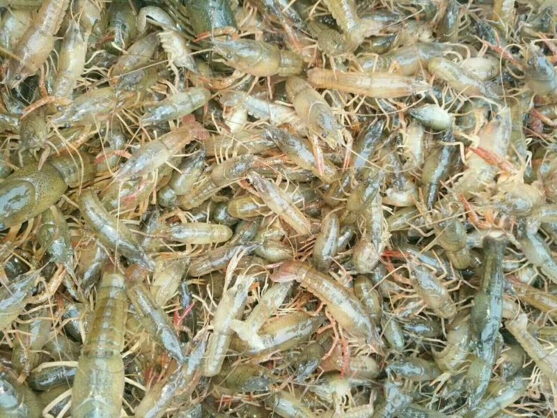 长期供应精品虾苗