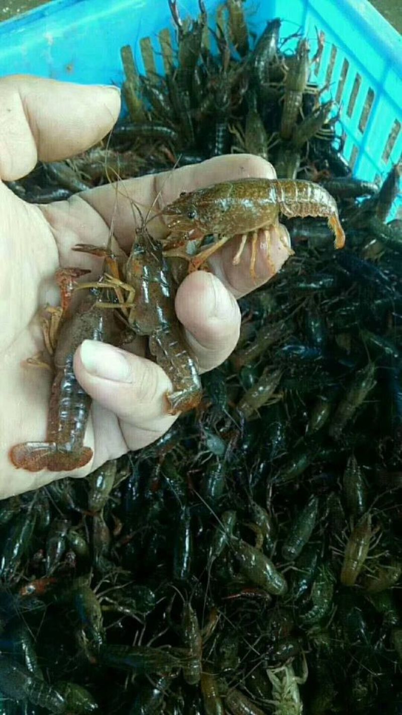 长期供应精品虾苗