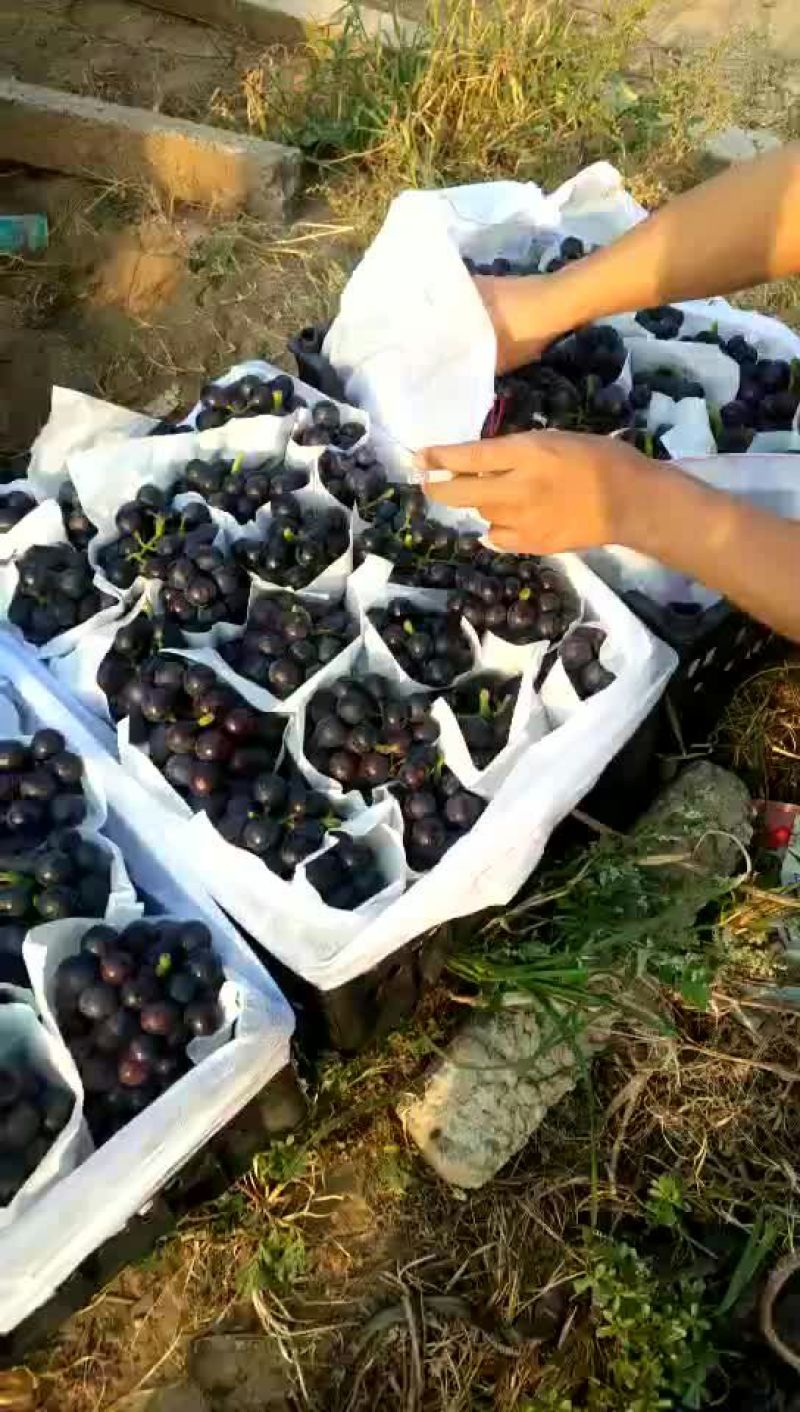 夏黑葡萄
