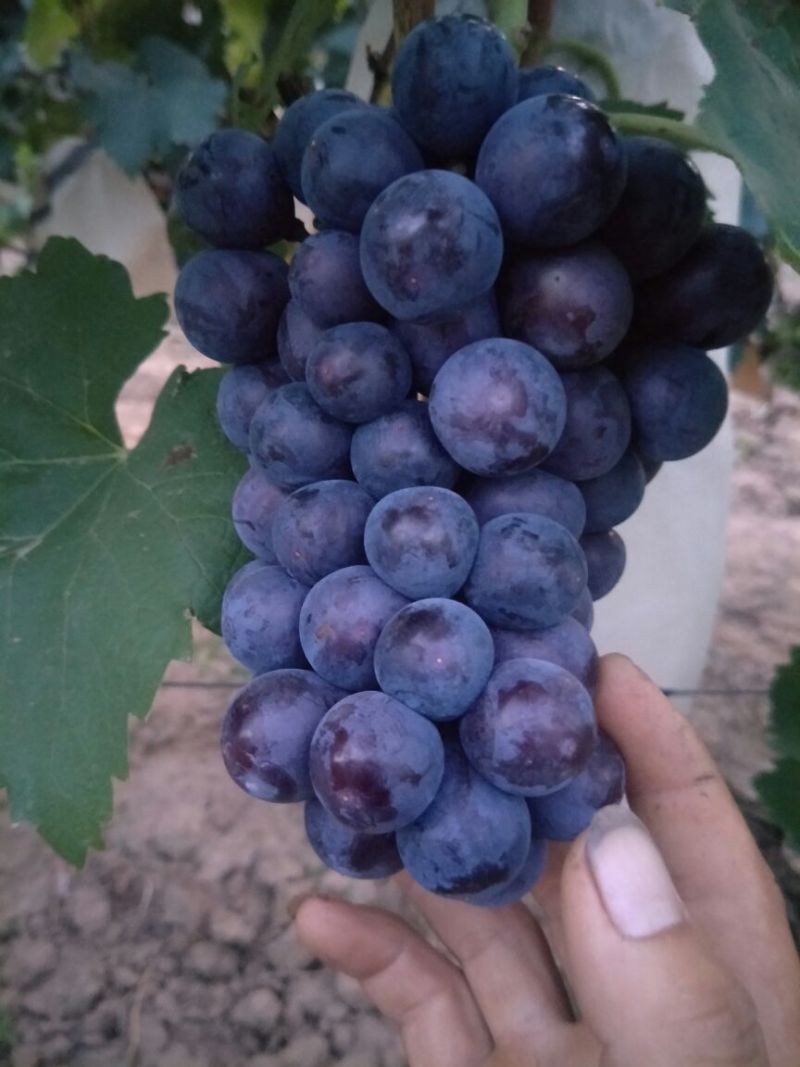 夏黑葡萄