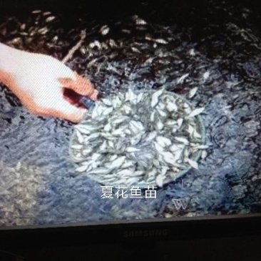 北京新科水产直销草鱼草鱼苗草鱼苗夏花