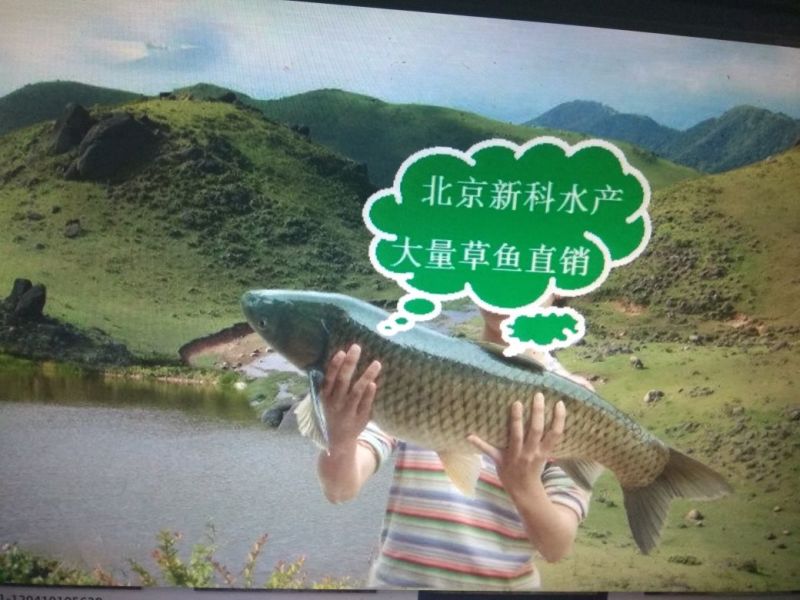 北京新科水产直销草鱼草鱼苗草鱼苗夏花
