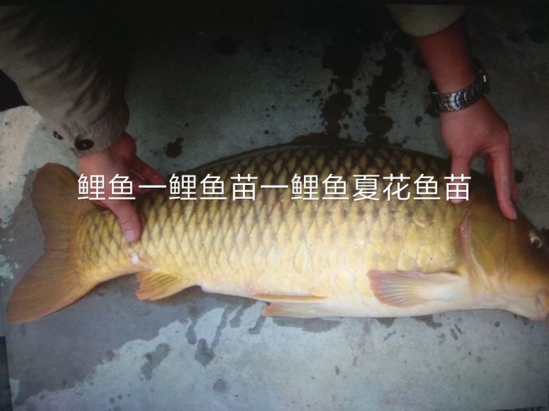 北京新科水产直销草鱼草鱼苗草鱼苗夏花
