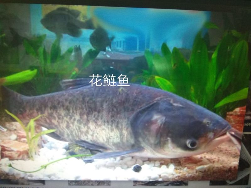 北京新科水产直销草鱼草鱼苗草鱼苗夏花
