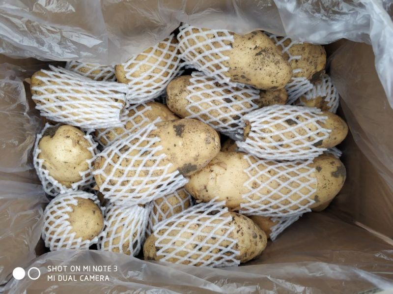 荷兰十五土豆