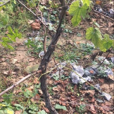 葡萄树80~110cm