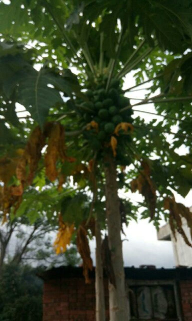 木瓜