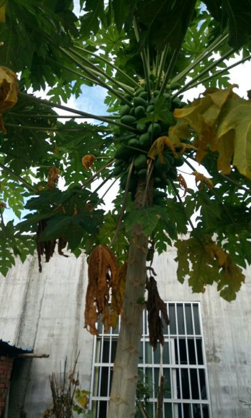 木瓜