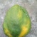 木瓜