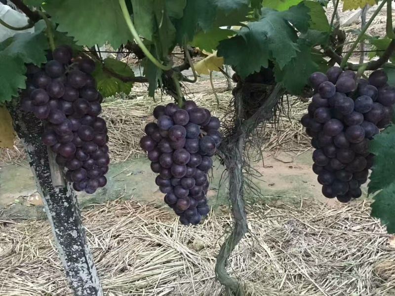 优质夏黑葡萄上市