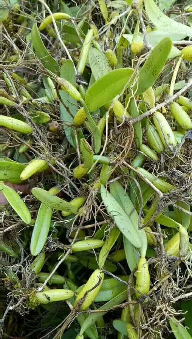 石橄榄，小果，中果