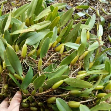 石橄榄，小果，中果
