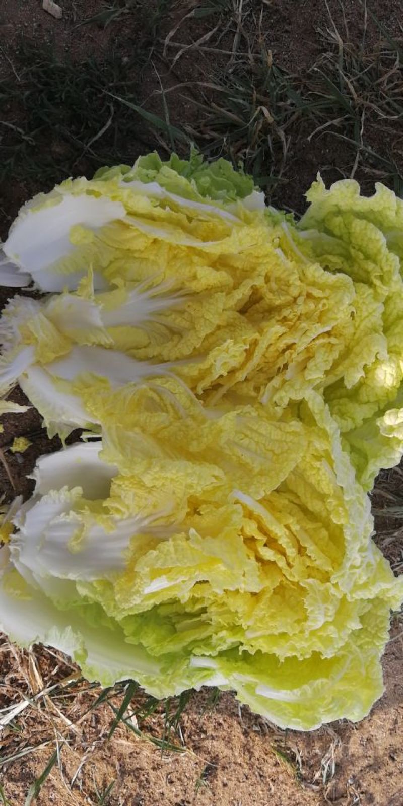 娃娃菜5~7两以上