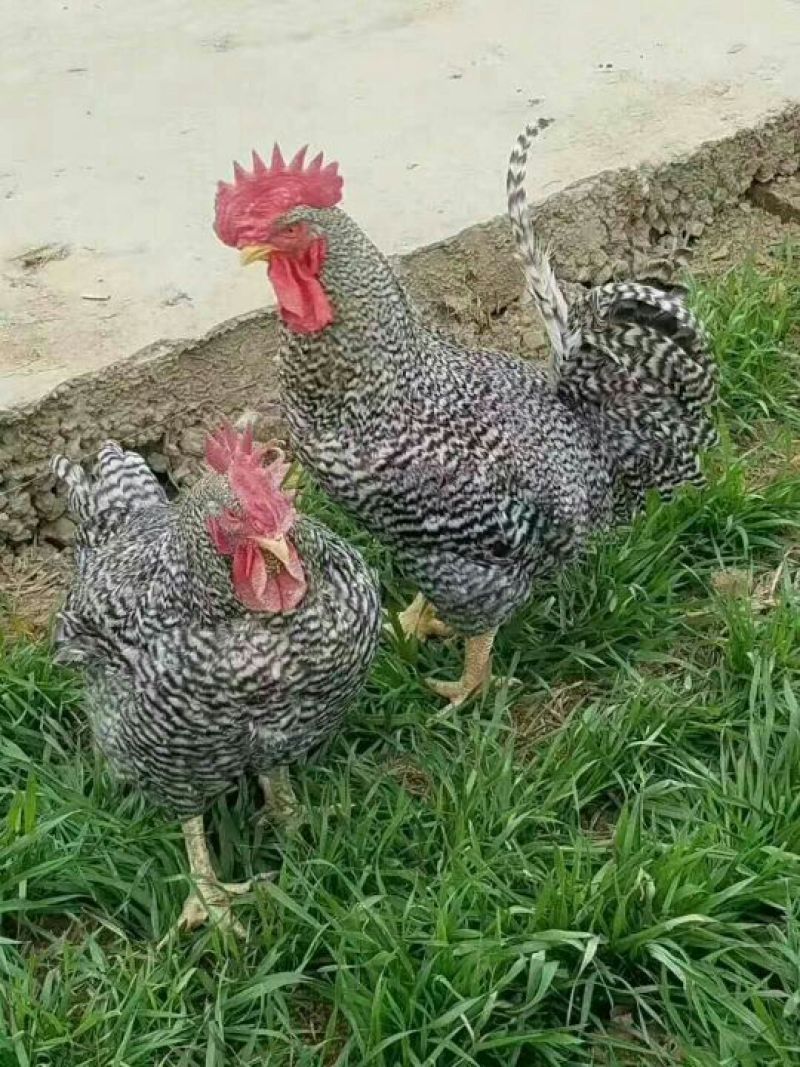 火鸡苗，青铜火鸡苗，贝帝娜火鸡苗