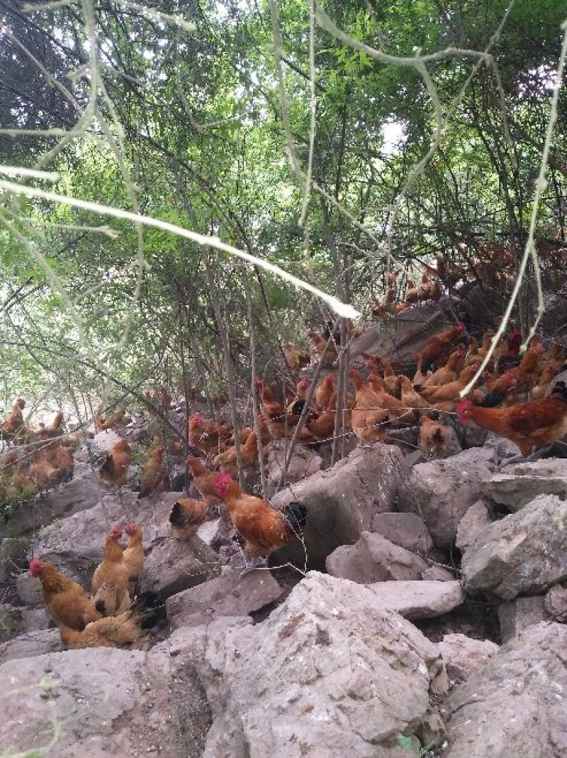 剑门关土鸡