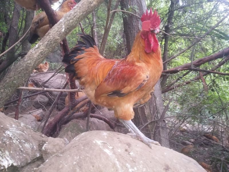 剑门关土鸡