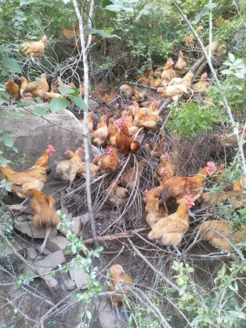剑门关土鸡