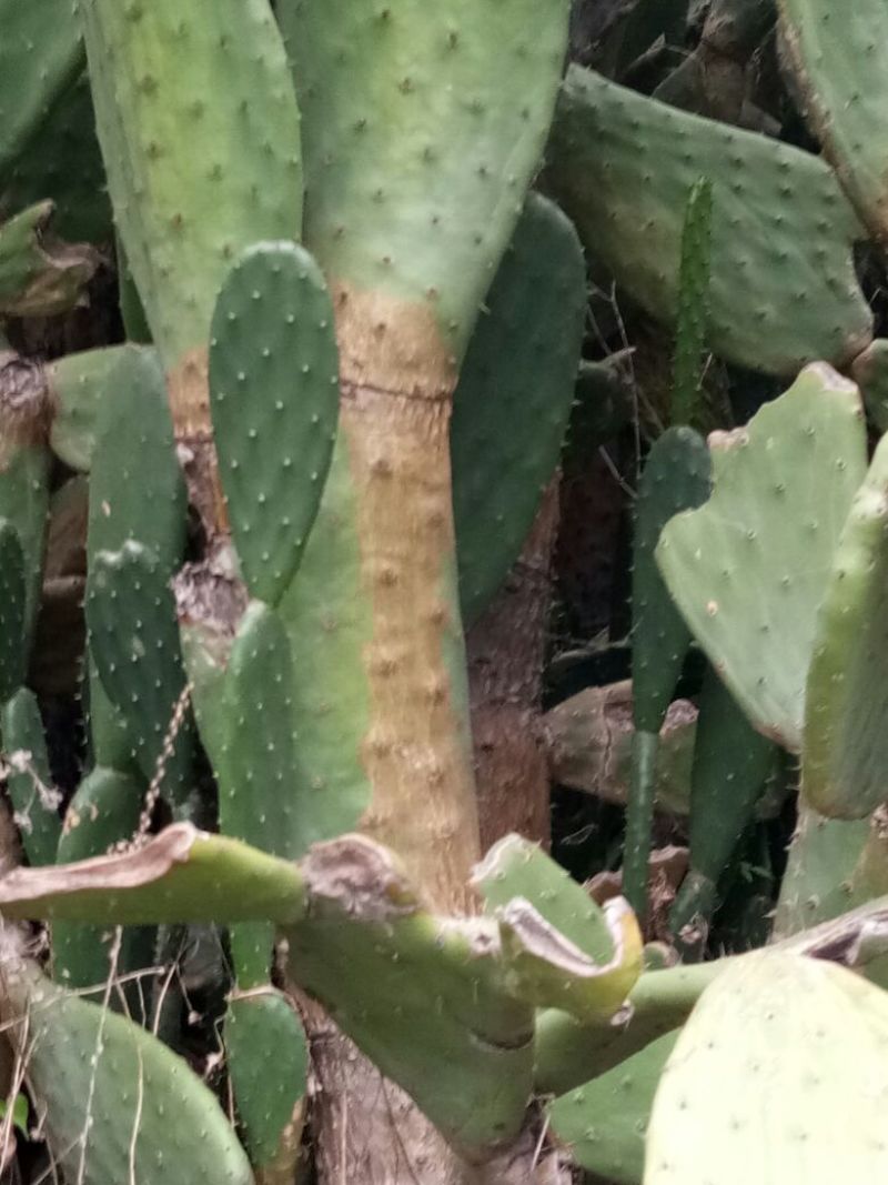仙人掌10cm
