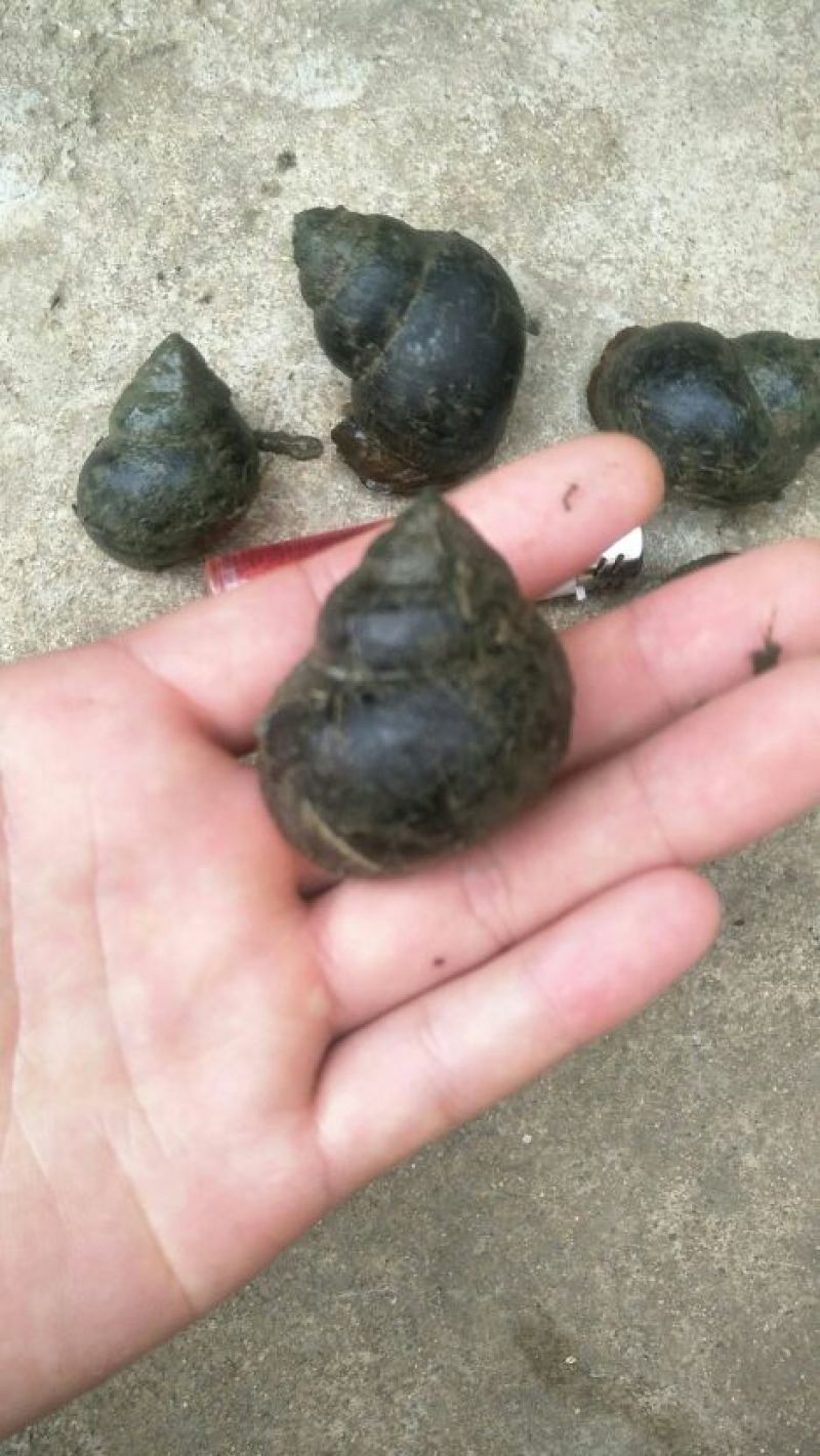 厚壳田螺无青苔种螺商品螺量大