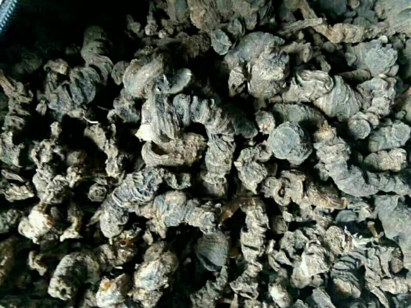 产自怒江州的滇重楼，自然晒干，
