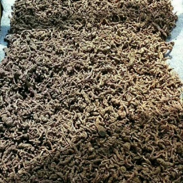 产自怒江州的滇重楼，自然晒干，