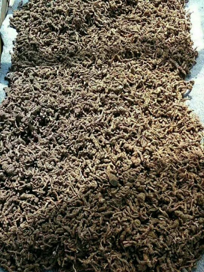 产自怒江州的滇重楼，自然晒干，