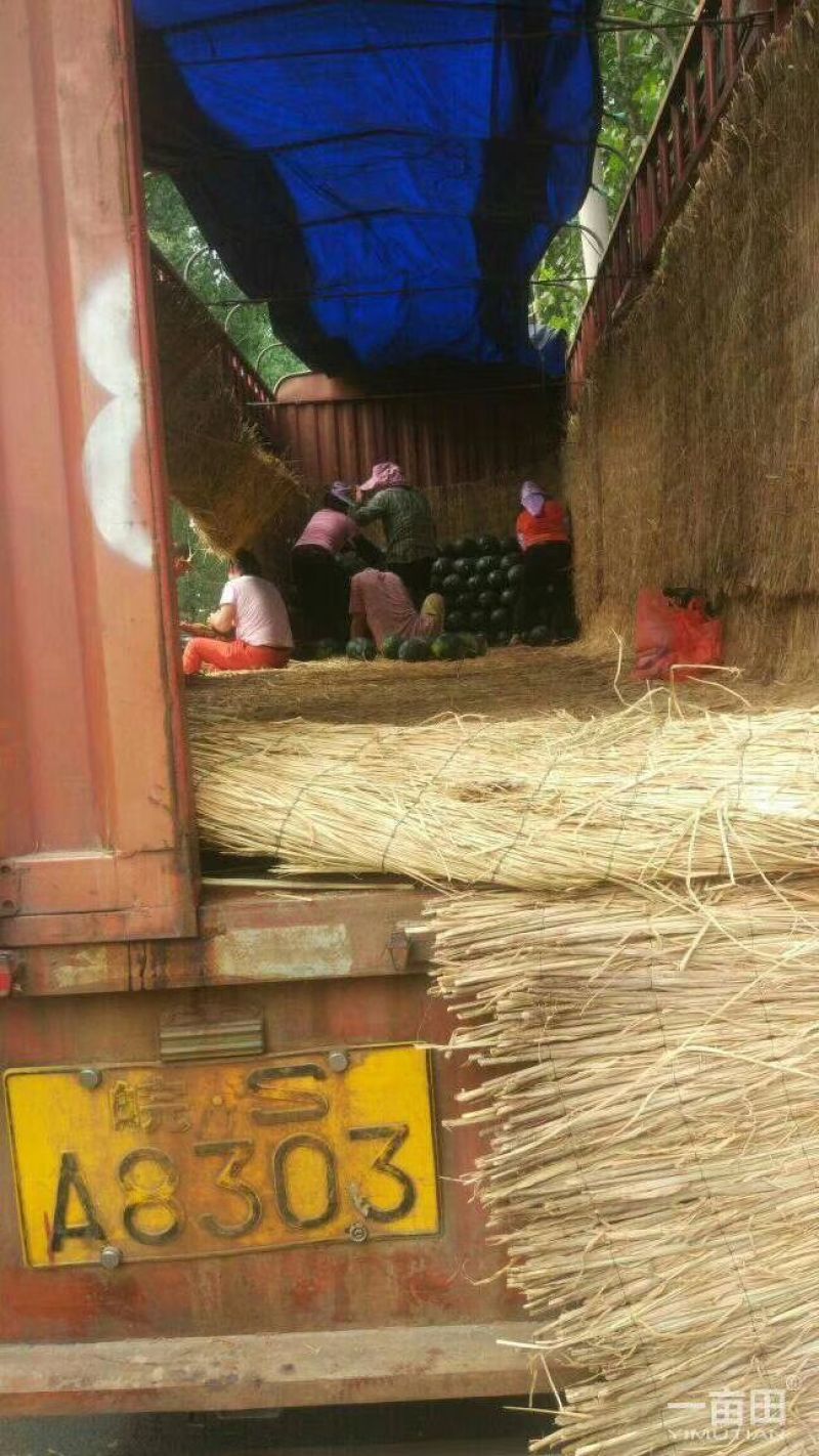 黑美人西瓜开始了