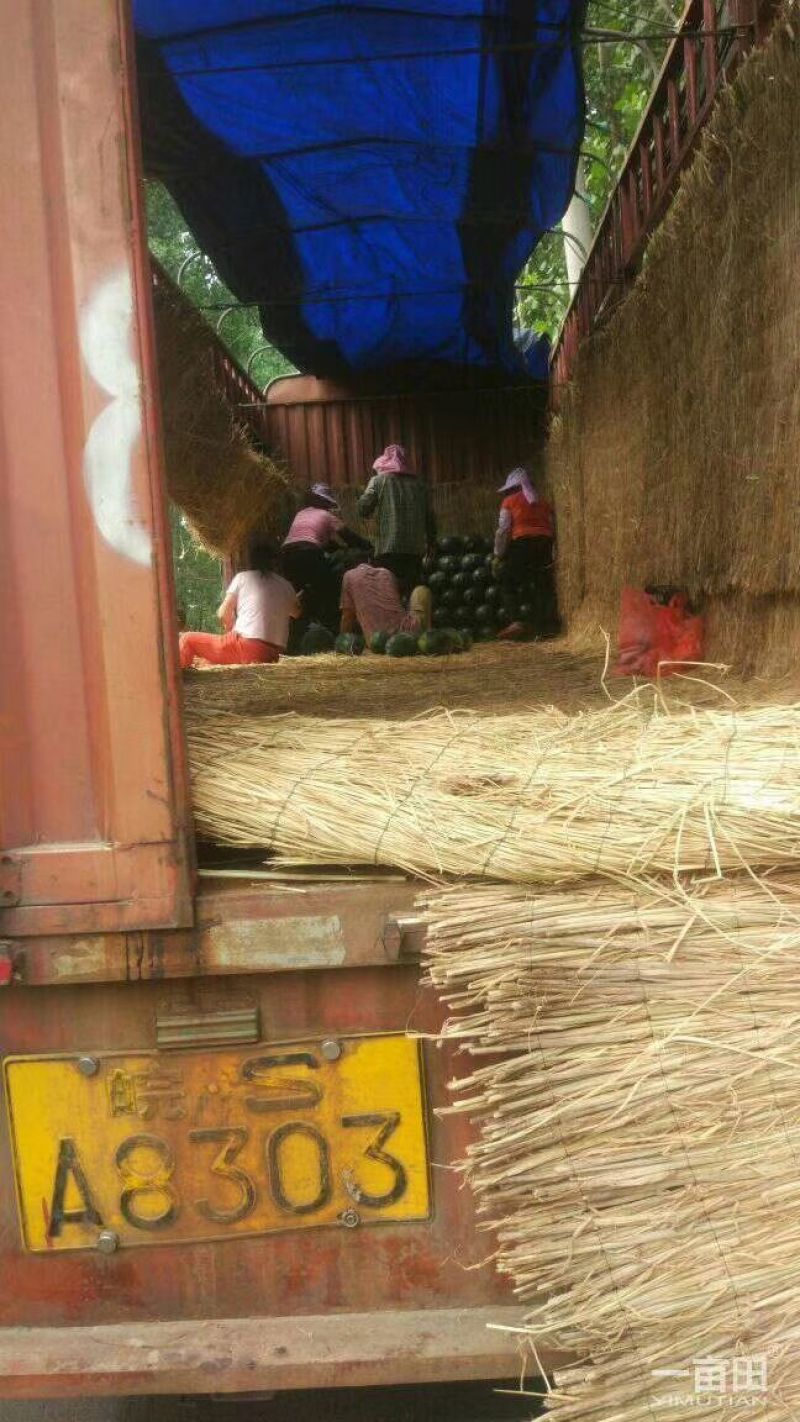 黑美人西瓜开始了